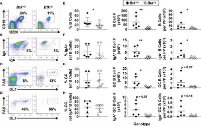 Bruton’s Tyrosine Kinase Supports Gut Mucosal Immunity and Commensal Microbiome Recognition in Autoimmune Arthritis